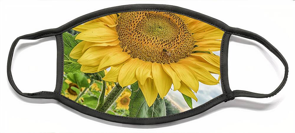 Sunflower Face Mask featuring the photograph The Sunflower and The Bee by Bert Peake