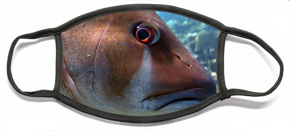 Underwater Face Mask featuring the photograph The Tear of a Dog Snapper by Daryl Duda