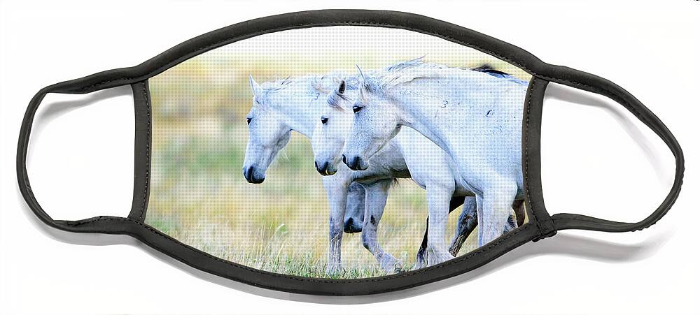 Wild Horses Face Mask featuring the photograph The Three Amigos by Bryan Carter