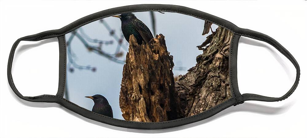 European Starlings Face Mask featuring the photograph These Three Starlings by Holden The Moment