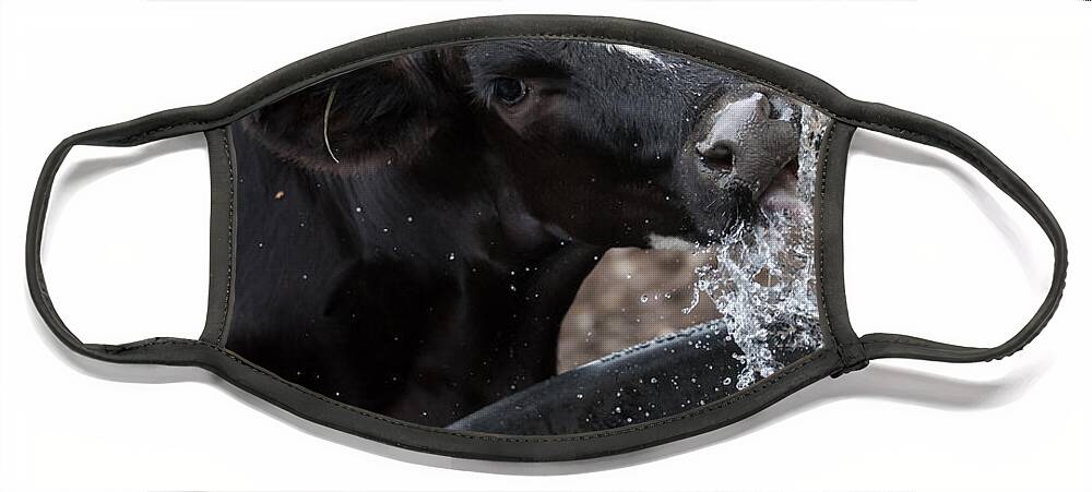 Cow Face Mask featuring the photograph Thirsty Cow by Holden The Moment