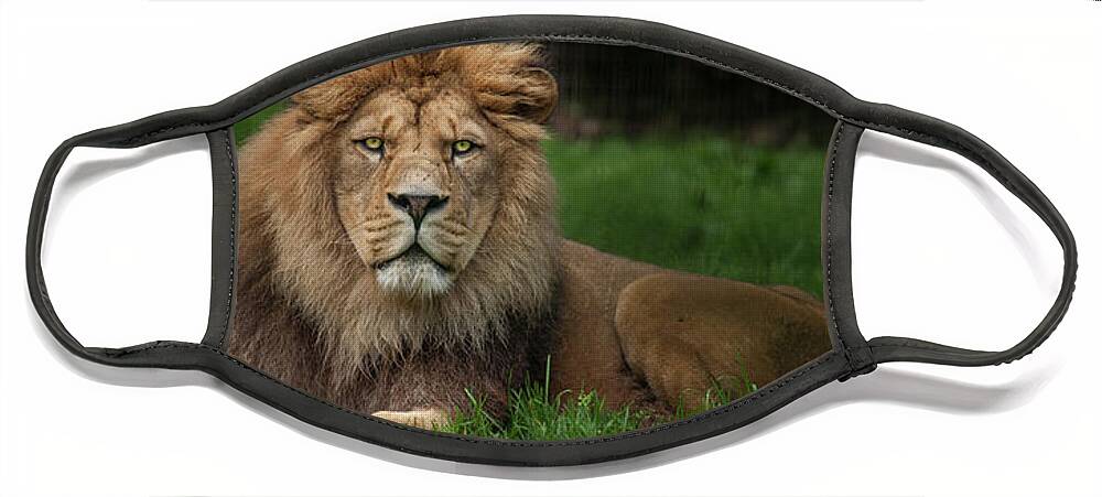 Lion Face Mask featuring the photograph Three Lions by Nigel R Bell