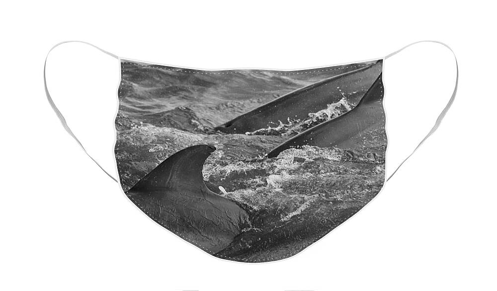 Dolphin Face Mask featuring the photograph Three Peas in a Pod by Wild Fotos
