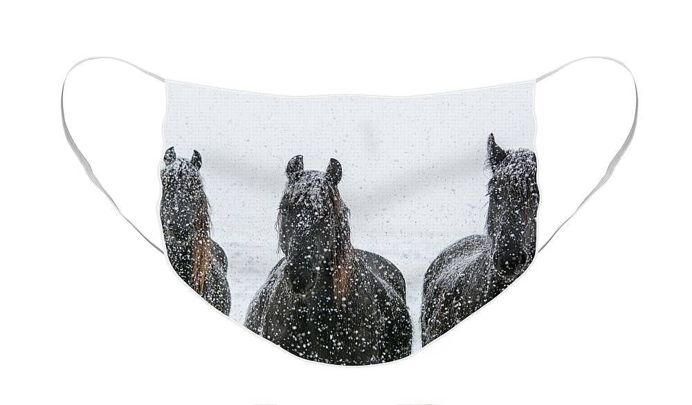 Friesian Face Mask featuring the photograph Three Pretty Maids in a Row by Lori Ann Thwing