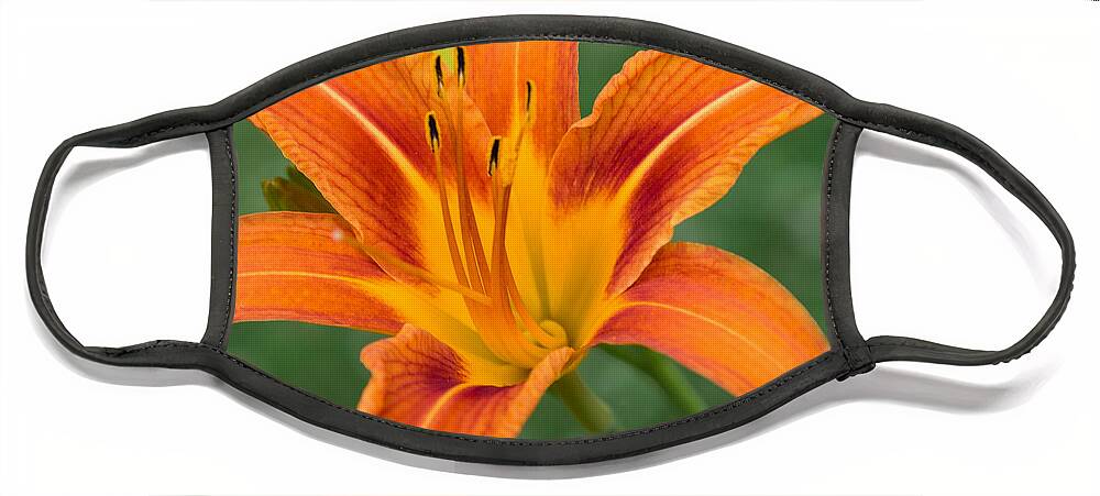 Daylily Face Mask featuring the photograph Daylily by Holden The Moment