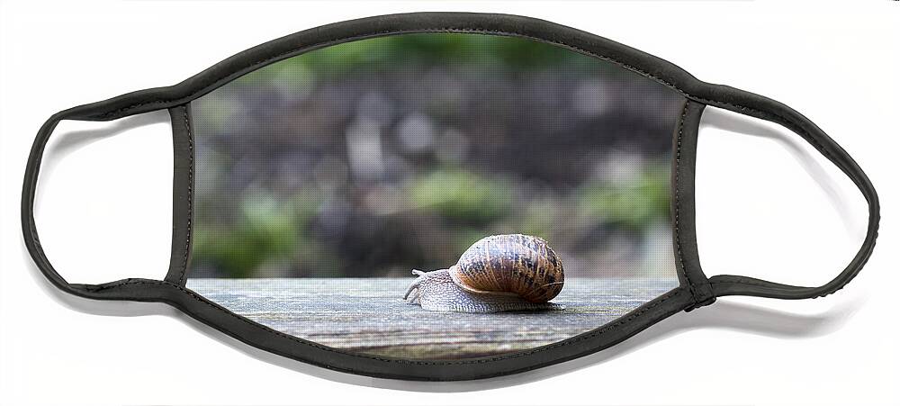 Nature Face Mask featuring the photograph Tired snail by Helga Novelli