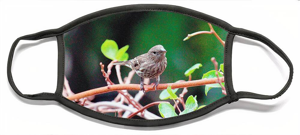 Wild Birds Face Mask featuring the photograph Female House Finch Goes Out on a Limb by Patricia Youngquist