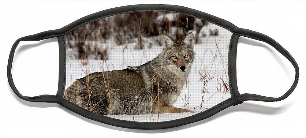 Coyote Face Mask featuring the photograph Treking along by Ronnie And Frances Howard