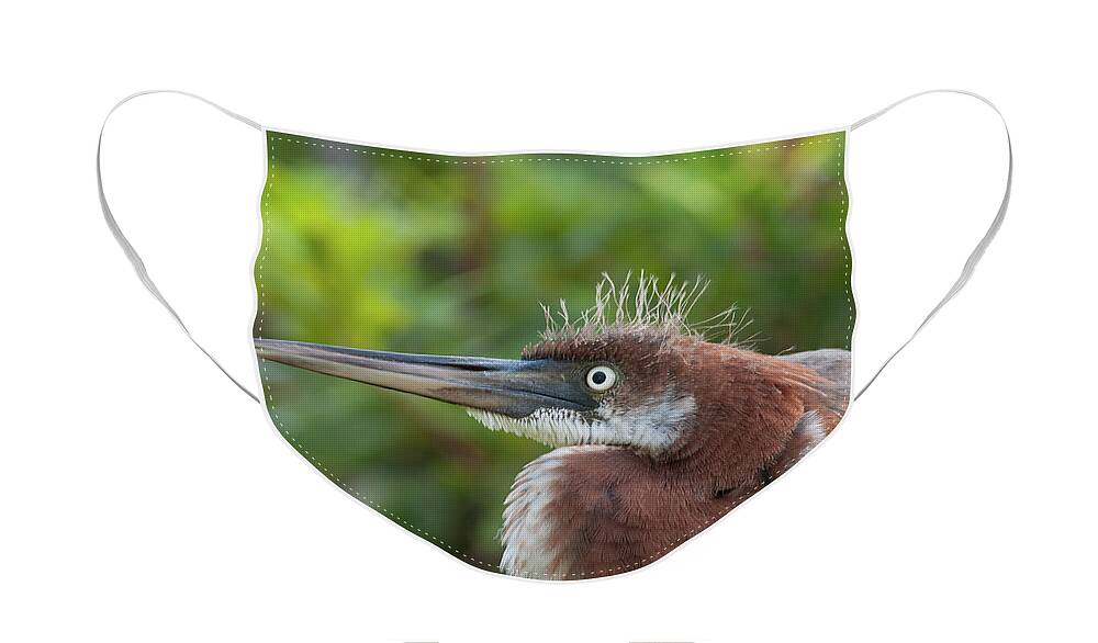 Heron Face Mask featuring the photograph Tricolored Heron - Bad Hair Day by Paul Rebmann