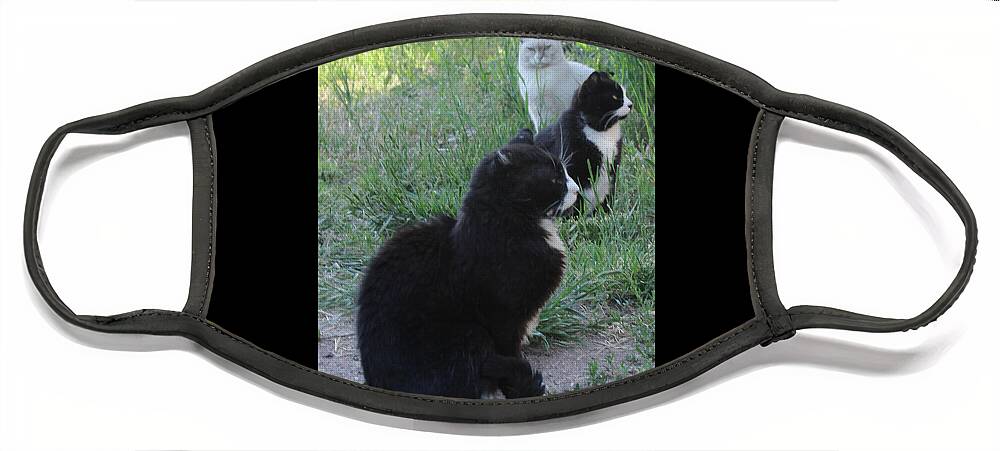 Cats Face Mask featuring the photograph Trio by Sandra Dalton