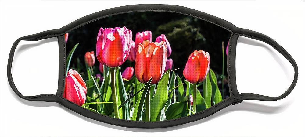 Tulips Face Mask featuring the photograph Triumph Tulips by Cynthia Wolfe