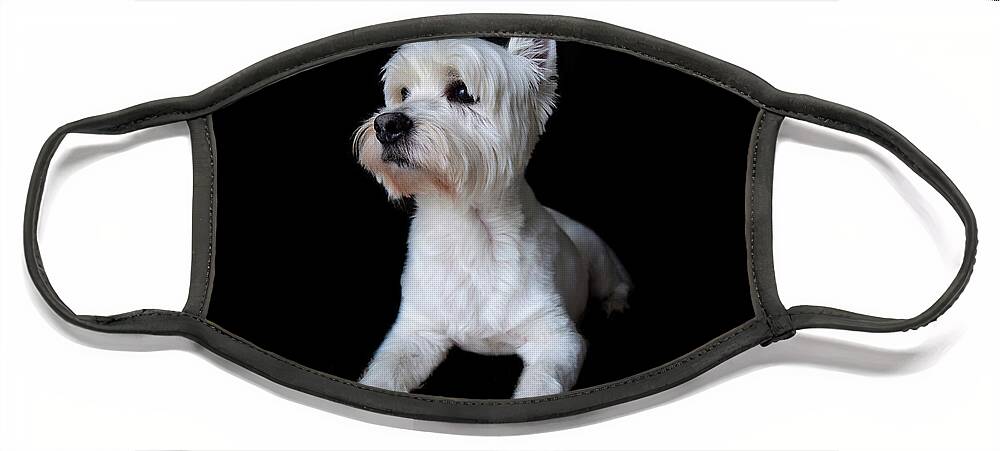 Westie Face Mask featuring the photograph Trot Posing by Nicole Lloyd
