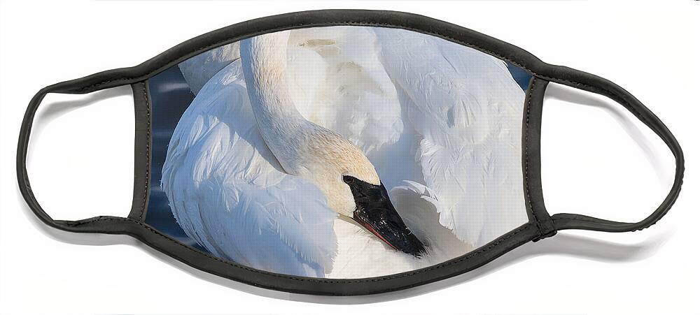 Animals Face Mask featuring the photograph Trumper Swan by Rikk Flohr
