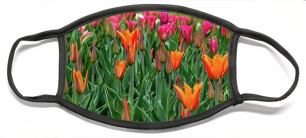 Tulips Face Mask featuring the photograph Tulips at Highland Park by Mary Courtney
