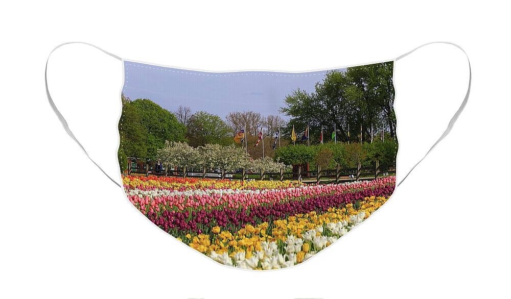 Tulips In Rows Face Mask featuring the photograph Tulips in Rows by Rachel Cohen