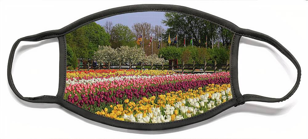Tulips In Rows Face Mask featuring the photograph Tulips in Rows by Rachel Cohen