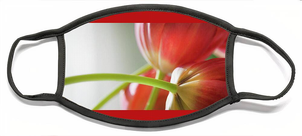 Floral Face Mask featuring the photograph Tulips In The Morning by Theresa Tahara