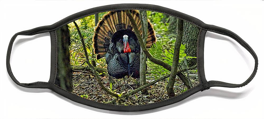 Recent Face Mask featuring the photograph Turkey in woods with rim lighting from sunset by Geraldine Scull