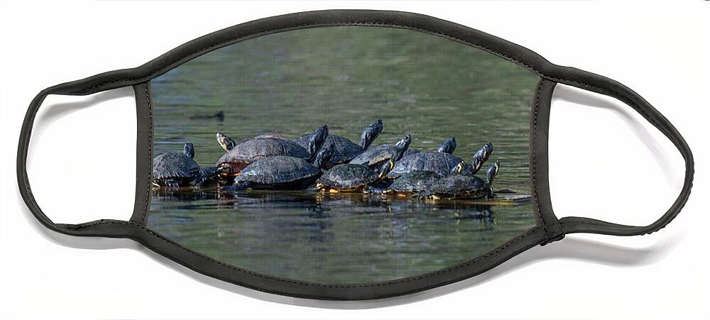 Turtle Face Mask featuring the photograph Turtle Hang Out by Dale Powell