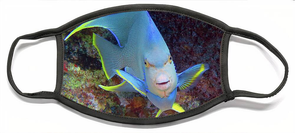 Underwater Face Mask featuring the photograph Tweety Bird by Daryl Duda