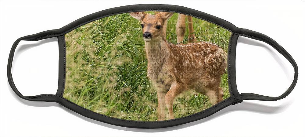 Mule Deer Fawn Face Mask featuring the photograph Twilight Fawn #3 by Mindy Musick King
