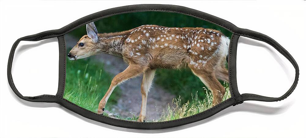 Mule Deer Fawn Face Mask featuring the photograph Twilight Fawn #4 by Mindy Musick King