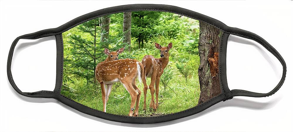Twin Fawn Print Face Mask featuring the photograph Twin Fawns Whitetail Deer Print by Gwen Gibson