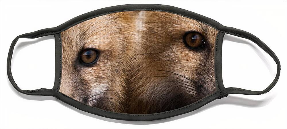 Red Fox Face Mask featuring the photograph Two Fox Kits by Mindy Musick King