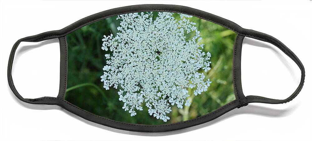 Small White Flower Clusters Face Mask featuring the photograph Umbel Flower 2 by Ee Photography