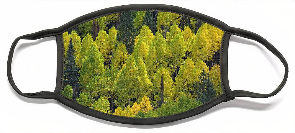 00559294 Face Mask featuring the photograph Autumn Quaking Aspens, Colorado by Yva Momatiuk and John Eastcott