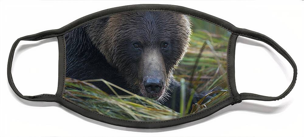 Grizzly Face Mask featuring the photograph Up Close and Personal with a Grizzly by Bill Cubitt