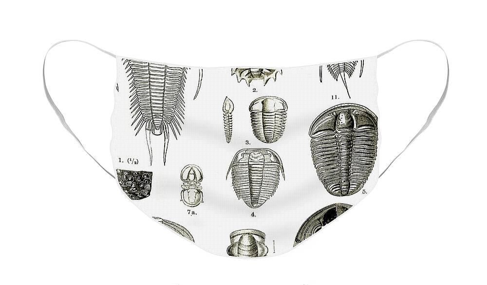 Historic Face Mask featuring the photograph Upper Cambrian Trilobites by Wellcome Images