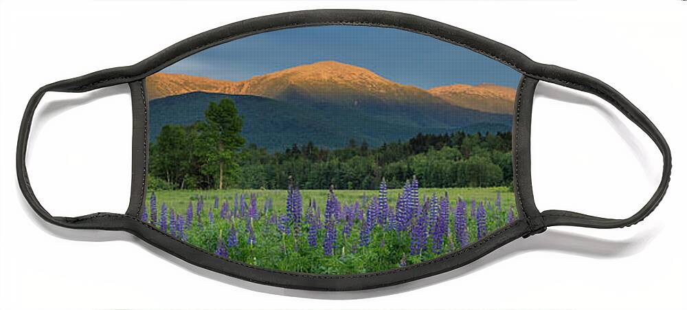 Valley Face Mask featuring the photograph Valley Way Lupine Sunset by White Mountain Images