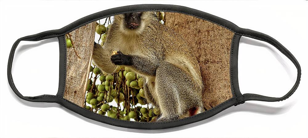 Africa Face Mask featuring the photograph Vervet Monkey by Mitchell R Grosky