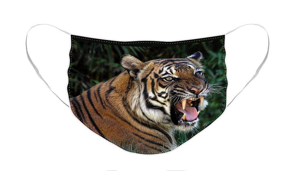 Tigers Face Mask featuring the photograph Very Cranky Today by Elaine Malott