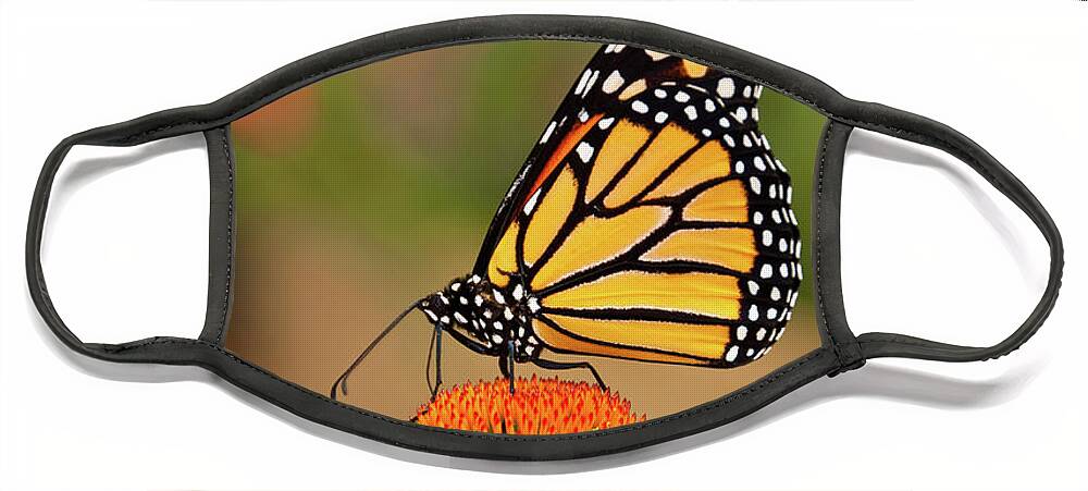 Animal Face Mask featuring the photograph Monarch Butterfly on a Purple Coneflower by Jeff Goulden