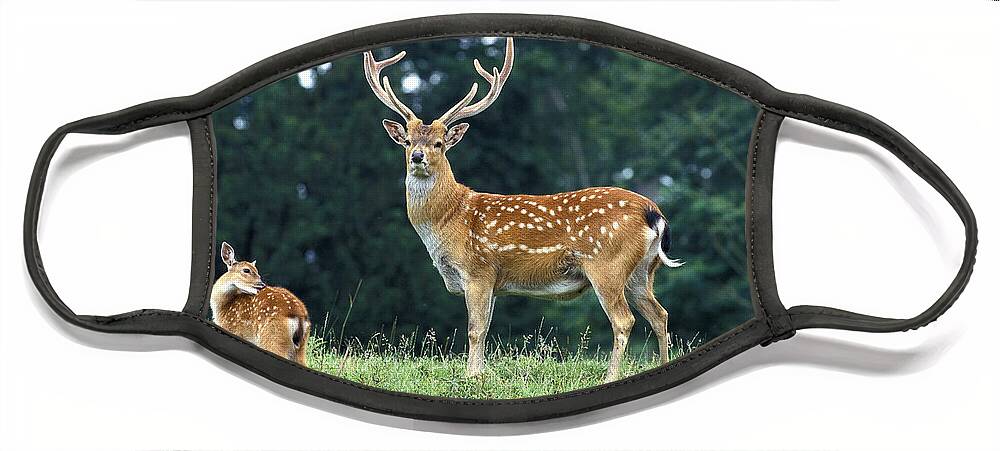 Adult Face Mask featuring the photograph Vietnamese Sika Deer by Gerard Lacz