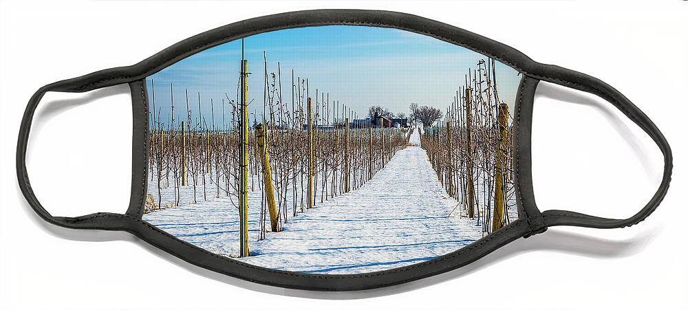Grapevines Face Mask featuring the photograph Vinyard on Down Road by Roger Monahan