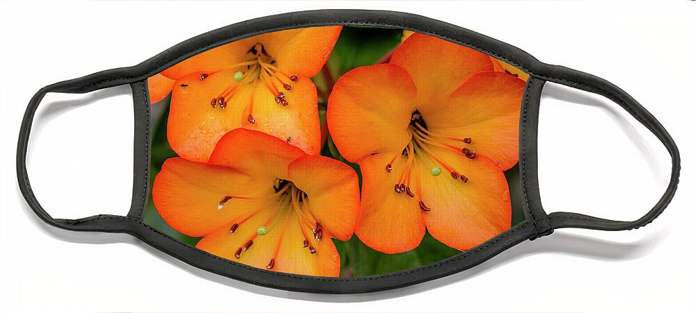 Hawaii Face Mask featuring the photograph Vireya Rhododendron by Teresa Wilson