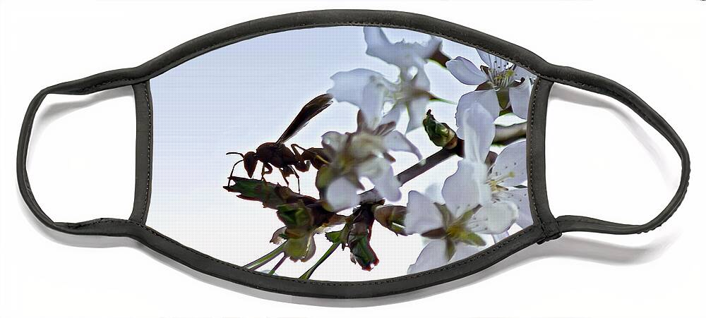 2d Face Mask featuring the photograph Wasp and Blossoms by Brian Wallace