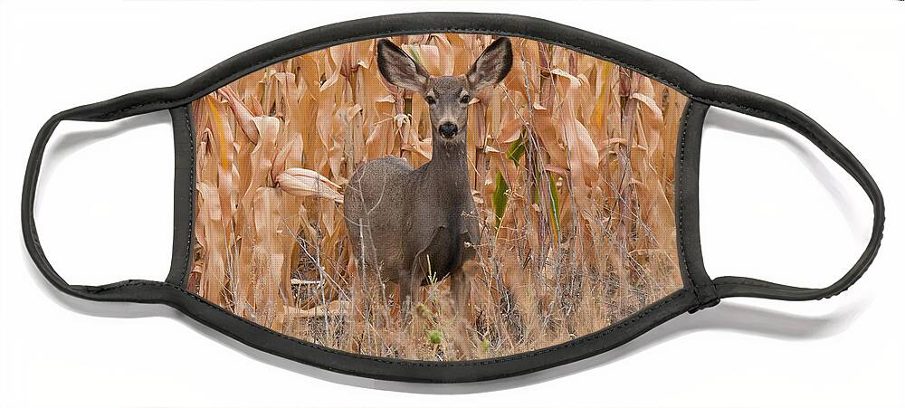 Doe Face Mask featuring the photograph Watchful Mule Deer Doe by Tony Hake