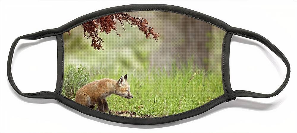 Red Fox Face Mask featuring the photograph Watching by Eilish Palmer