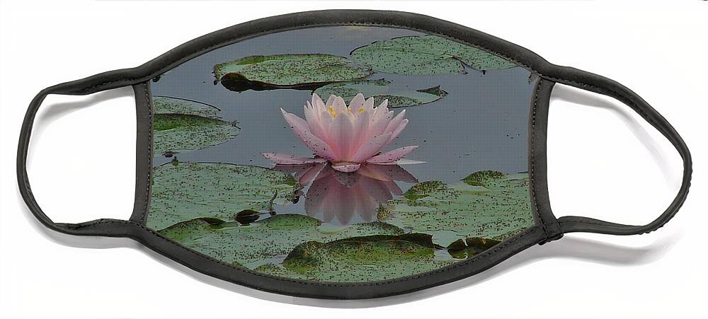 Flower Face Mask featuring the photograph Water Lily by Carl Moore