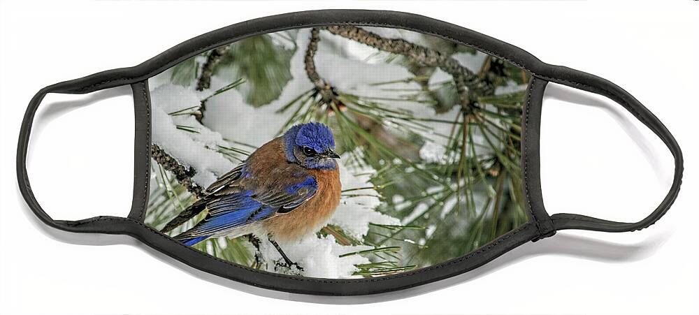 Sialia Mexicana Face Mask featuring the photograph Western Bluebird in a Snowy Pine by Dawn Key