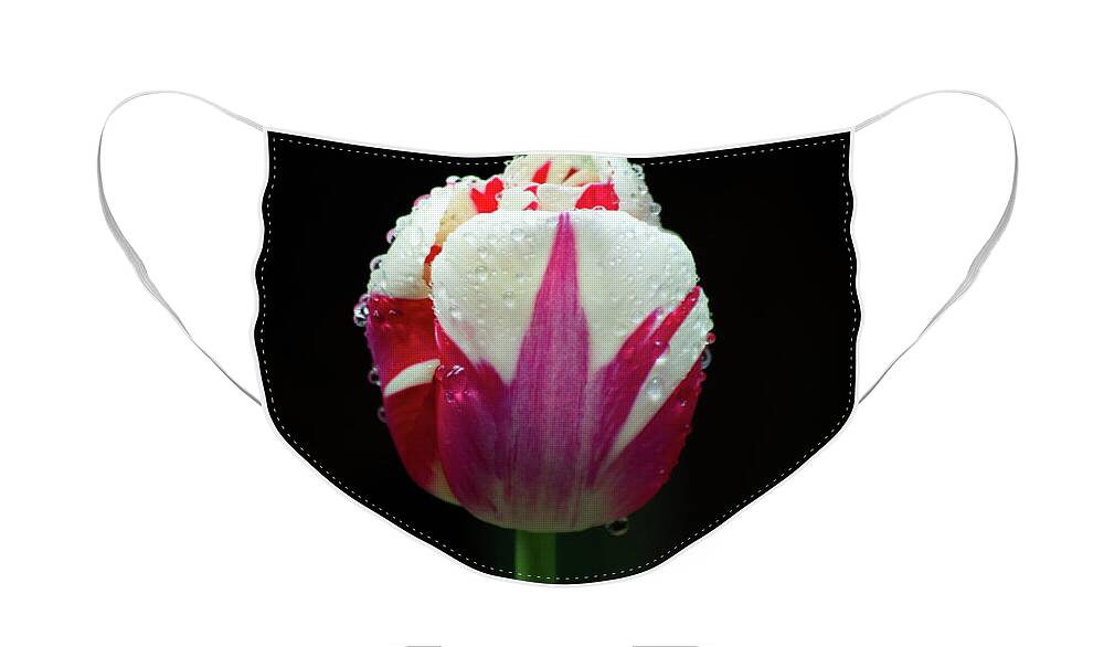 Tulip Face Mask featuring the photograph Wet Tulilp by Steph Gabler