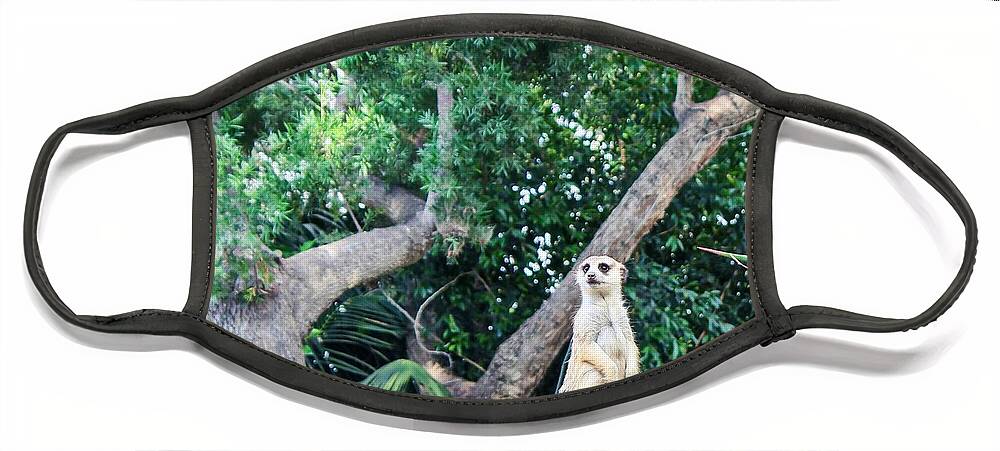 Meerkat Face Mask featuring the photograph Whatchu Talkin Bout by Alison Frank