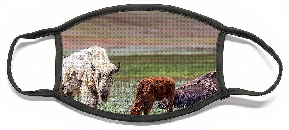American Face Mask featuring the photograph White Buffalo by Dawn Key