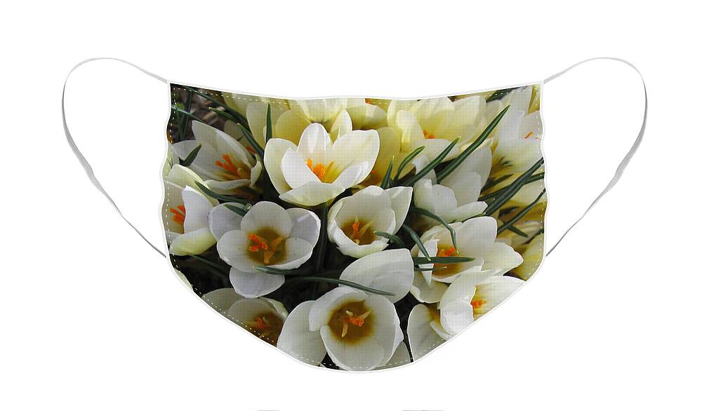Spring Face Mask featuring the photograph White Crocus by Laura Davis