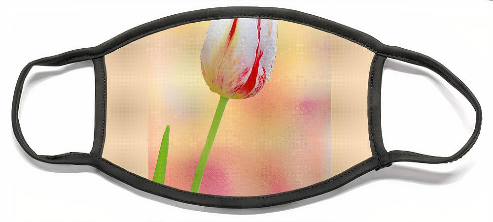 Art Face Mask featuring the photograph White and Red Tulip II by Joan Han