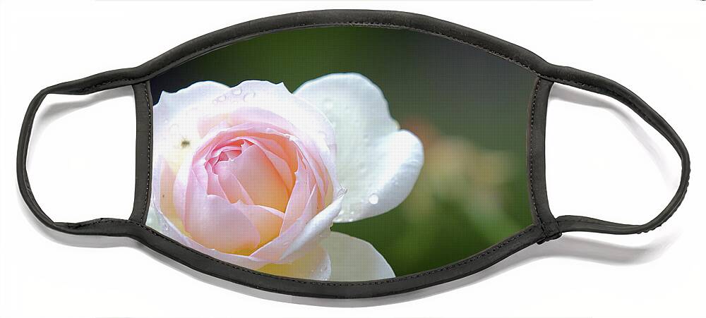 Rose Face Mask featuring the photograph White rose by Agnes Caruso